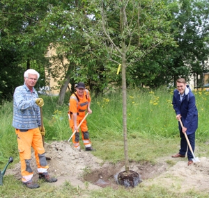 Erster Bürgermeister Michael Hetzl pflanzt gemeinsam mit Helmut Lohr und Florian Piloty den Apfelbaum der Sorte Topaz